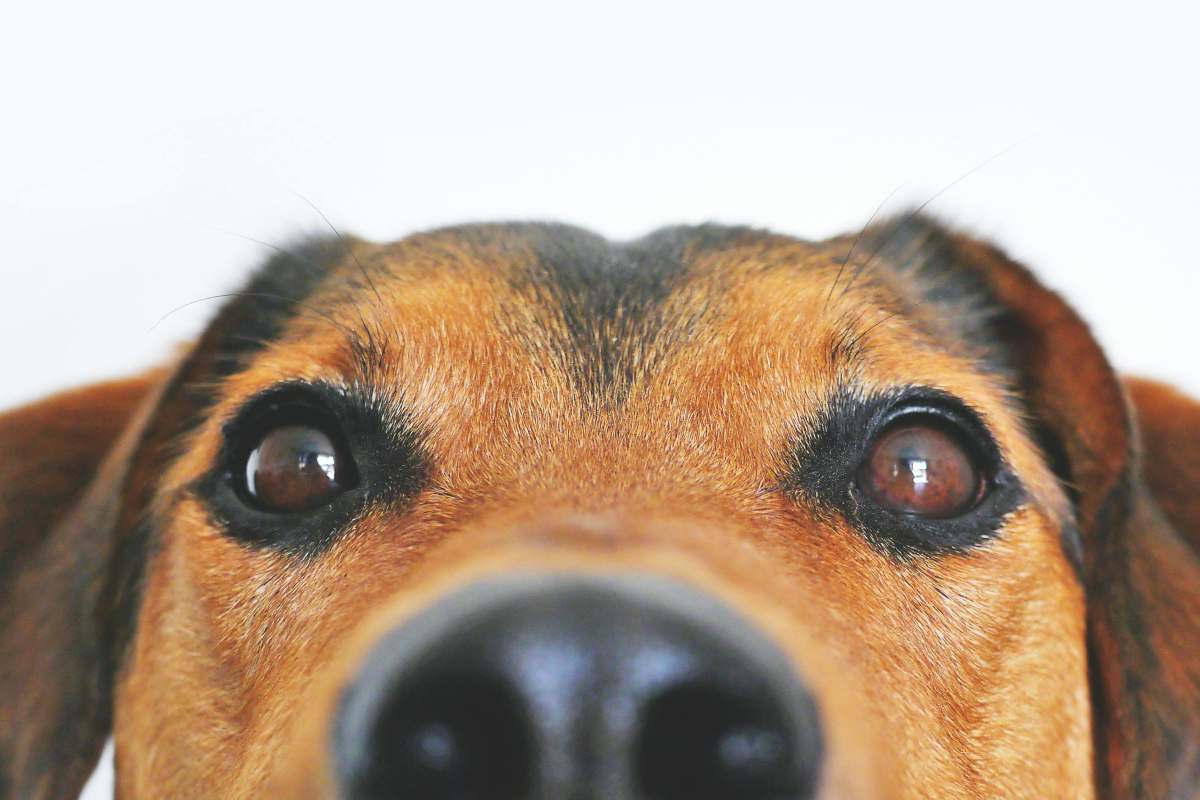 Un cane in primo piano che sbuca nell'inquadratura della foto