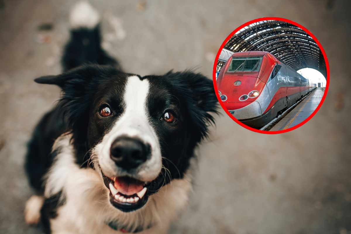 Un cagnolino bianco e nero e, in evidenza, un treno veloce Trenitalia