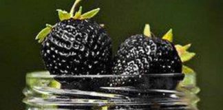 fragole nere proprietà
