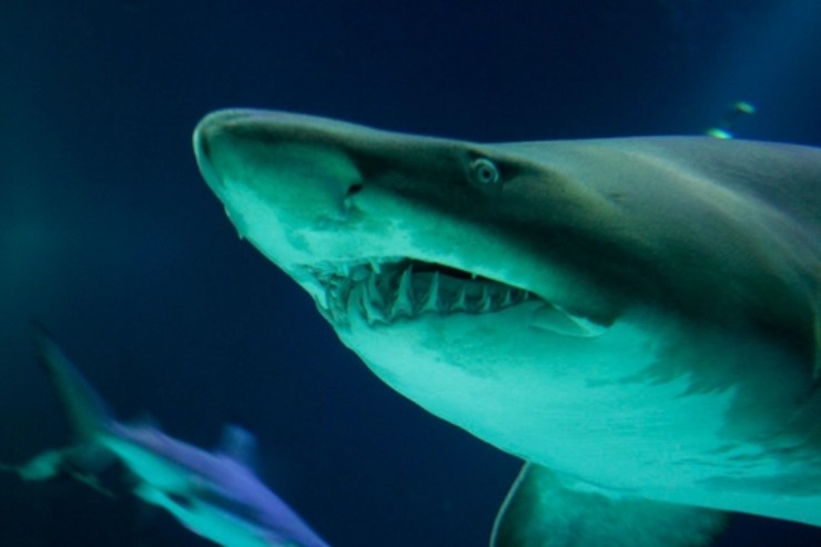 Stanno aumentando gli attacchi degli squali