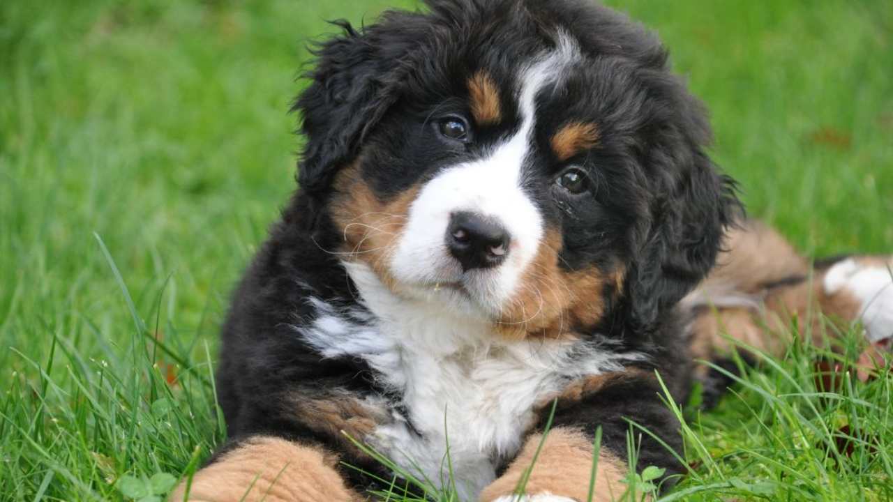 Non datelo da mangiare al cane