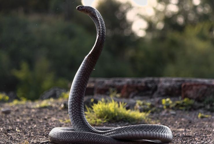 Come dire addio ai serpenti