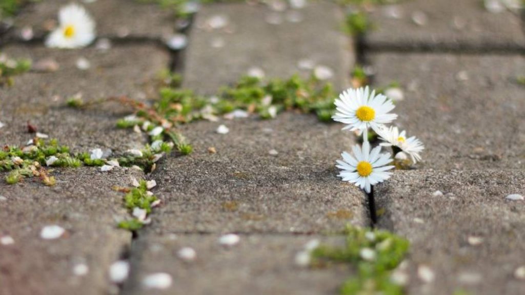 “Maledette erbacce, crescono pure nelle fughe delle mattonelle”: addio per sempre col metodo banalissimo del giardinier Filippo I Non serve uno scienziato