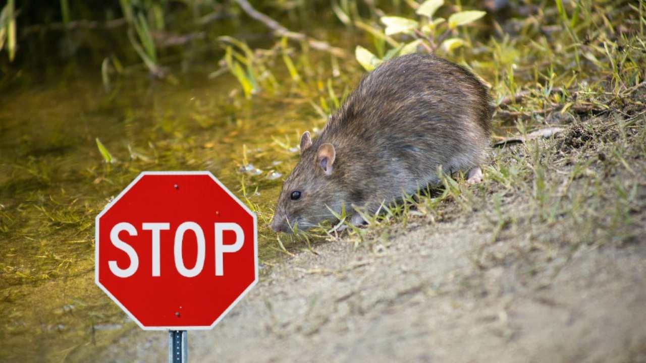 Come tenere lontani i topi dal giardino