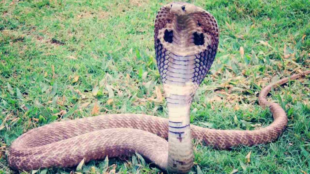 EMERGENZA – Serpenti in giardino, allarme in tutta italia: proliferazione inconsueta e fuori controllo, cosa fare per evitare di farsi mordere e trovarseli in salotto