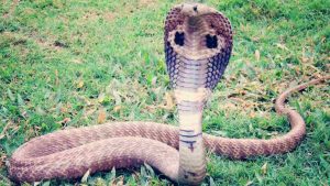 Emergenza serpenti