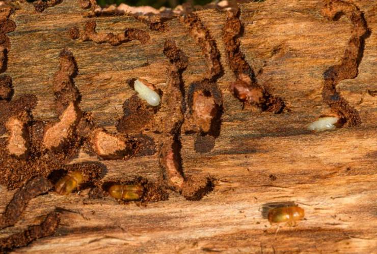 I problemi di questi insetti da legno 
