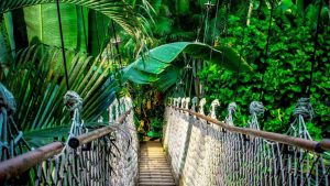 La scoperta in Amazzonia