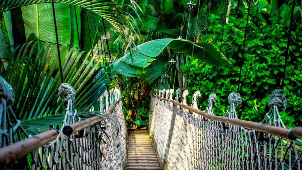 La scoperta in Amazzonia