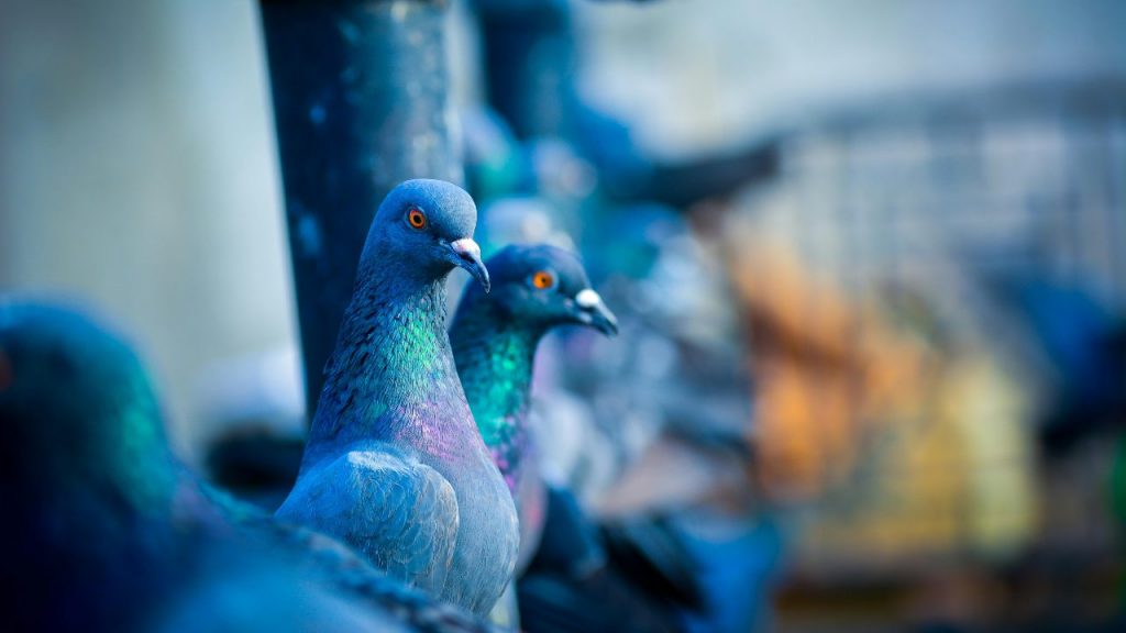 “I piccioni mi ca..gano dovunque”: smetti di piangerti addosso, arriva il TRUCCO DEI COLORI I Piazzali lì, e non si faranno più vedere in giro