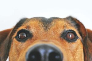 Un cane in primo piano che sbuca nell'inquadratura della foto